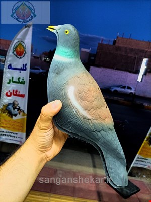 کبوتر فاخته 